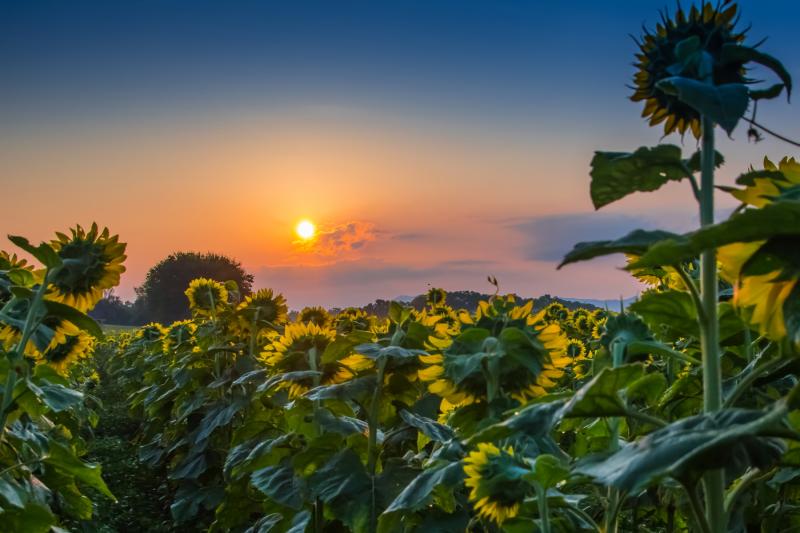 ADV # Sandy Vandenberg "Sunflower Sunrise"